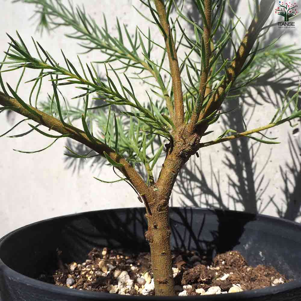グレビレア ハニージョー 【花苗 5号鉢】｜ 【植物の