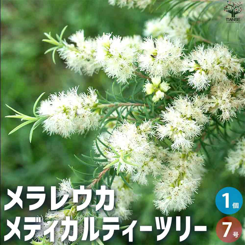 メラレウカ メディカルティーツリー 【庭木 7号ポット／1個売り】