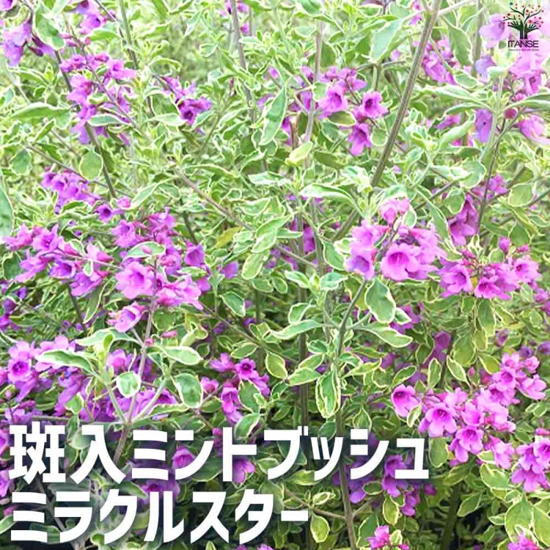 プルメリア枝苗 楽天市場】プルメリア 挿し木の通販