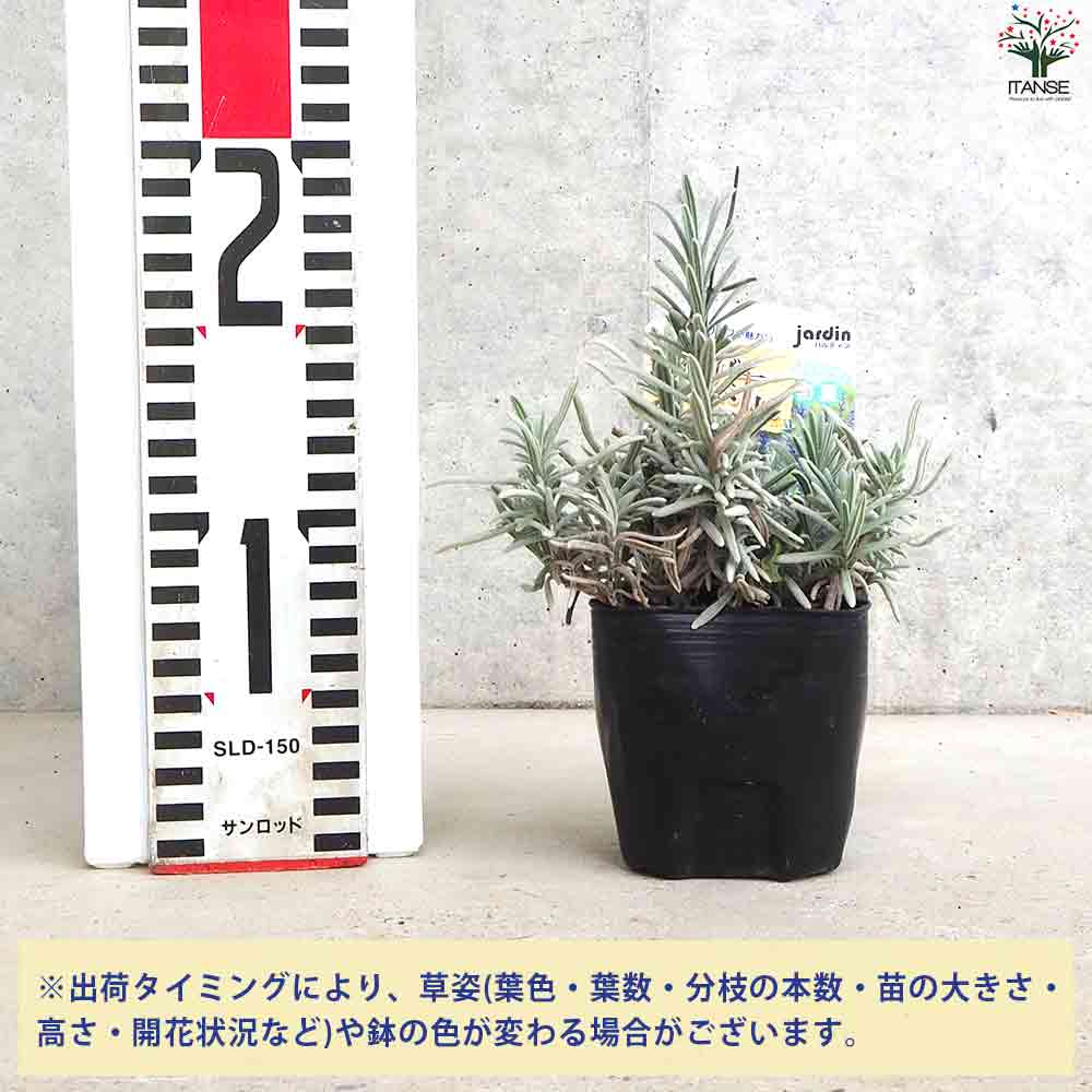 ラベンダー シルバーサンド 2個～【ハーブの苗 9cmポット】｜ 【植物の