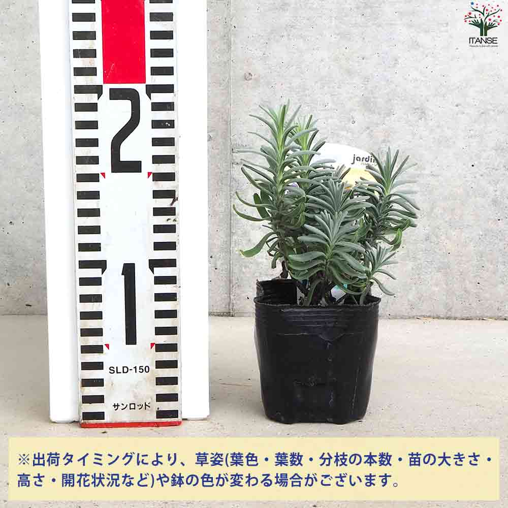 ラベンダー ブルーティエリ― 2個～【ハーブの苗 9cmポット】｜ 【植物