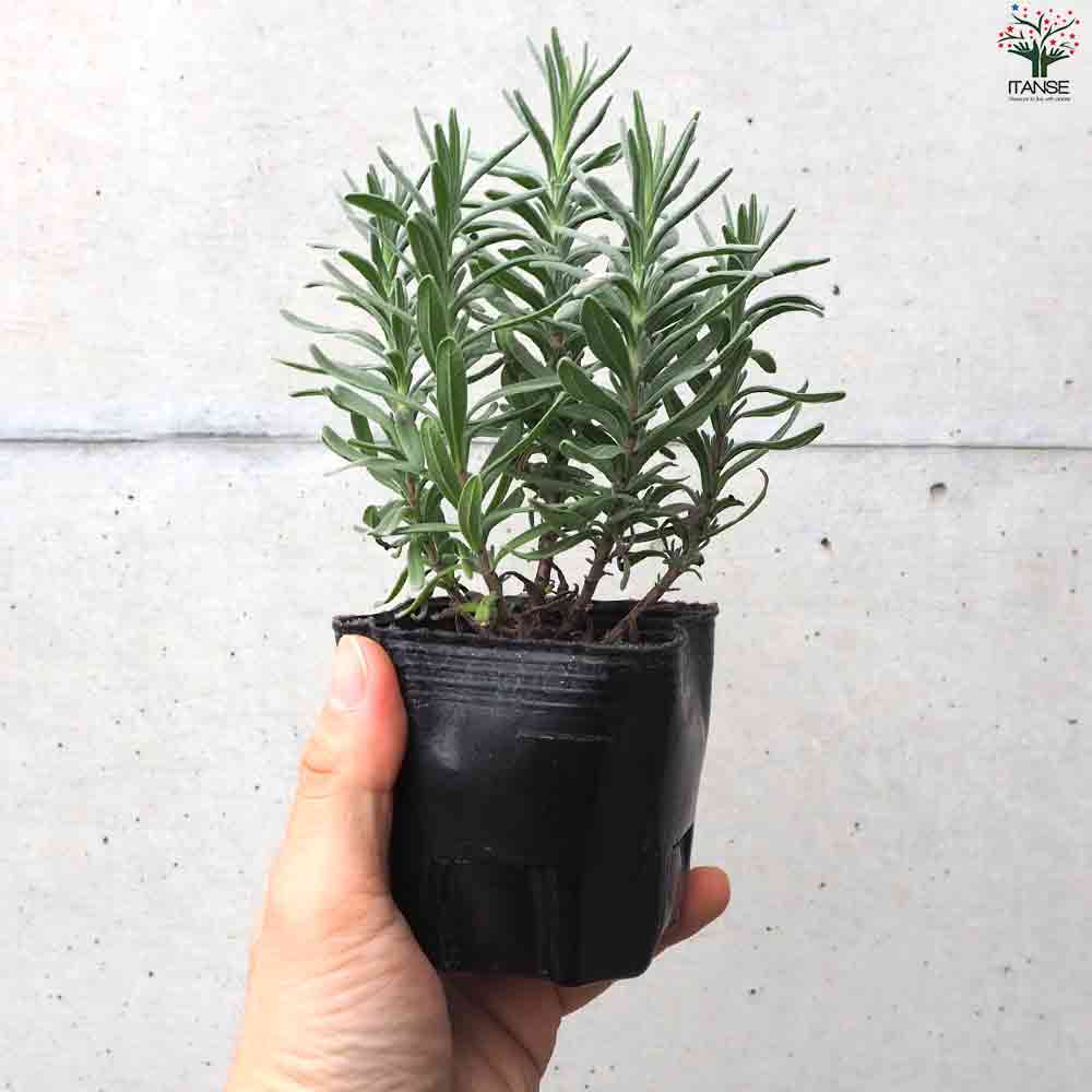 ラベンダー レイラ ブルー 2個～【ハーブの苗 9cmポット】｜ 【植物の