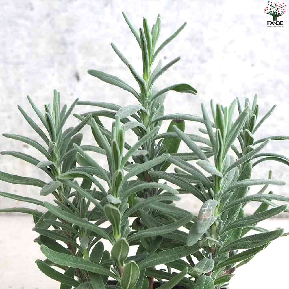 新米予約　9月上旬から    コアラベンダー　20kg 1/8 楽天市場】ブルーマウンテンホワイト・ラベンダー(スパイカ系