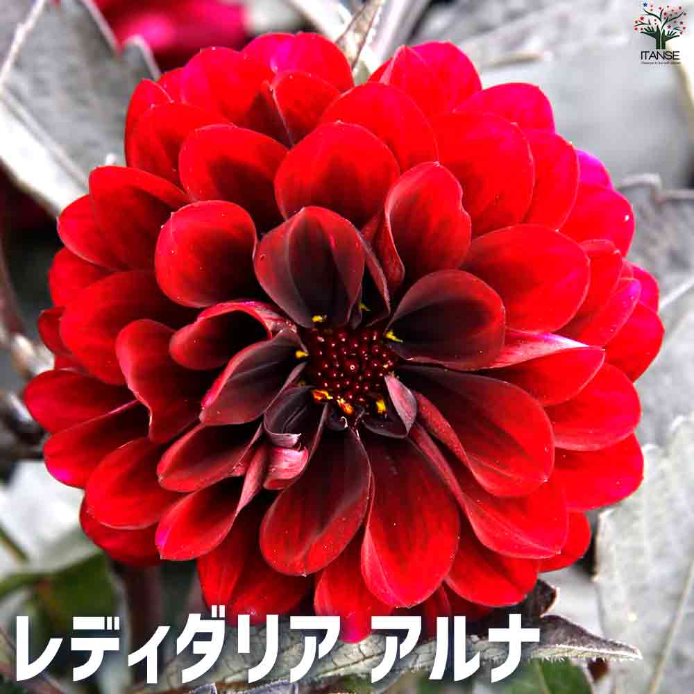 レディダリア  アルナ 2個～【花苗 10.5cmポット】