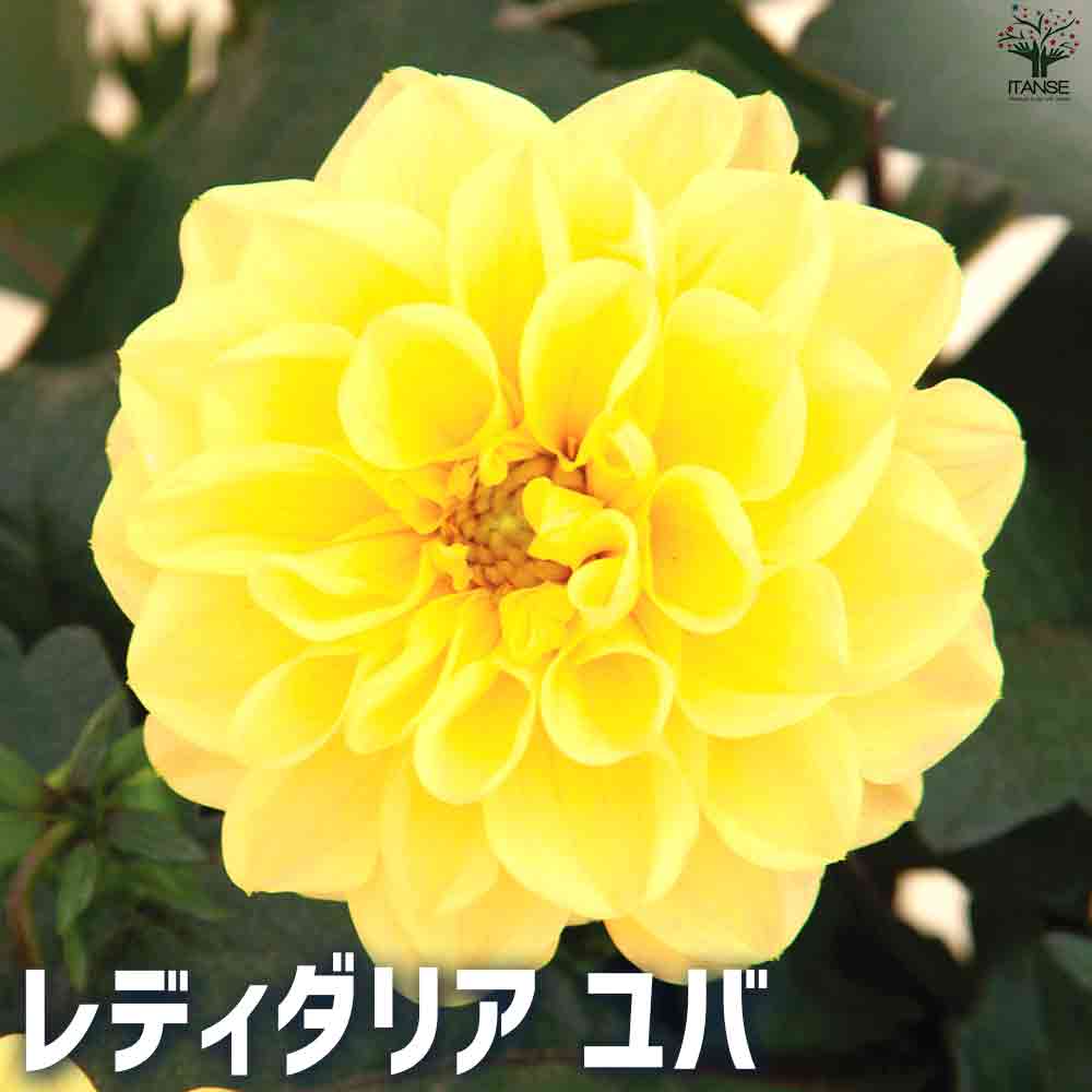 レディダリア  ユバ 2個～【花苗 10.5cmポット】