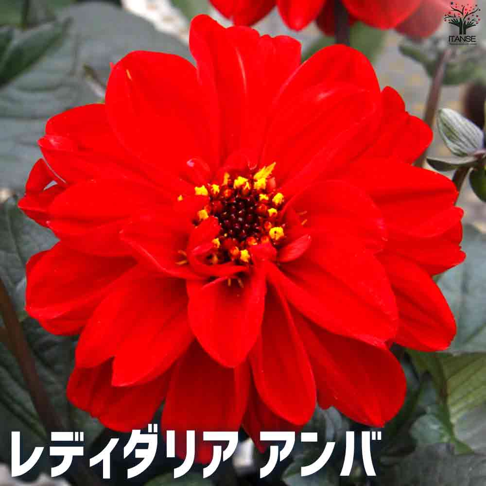 レディダリア  アンバ 2個～【花苗 10.5cmポット】