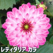 レディダリア  カラ 2個〜【花苗 10.5cmポット】|花苗