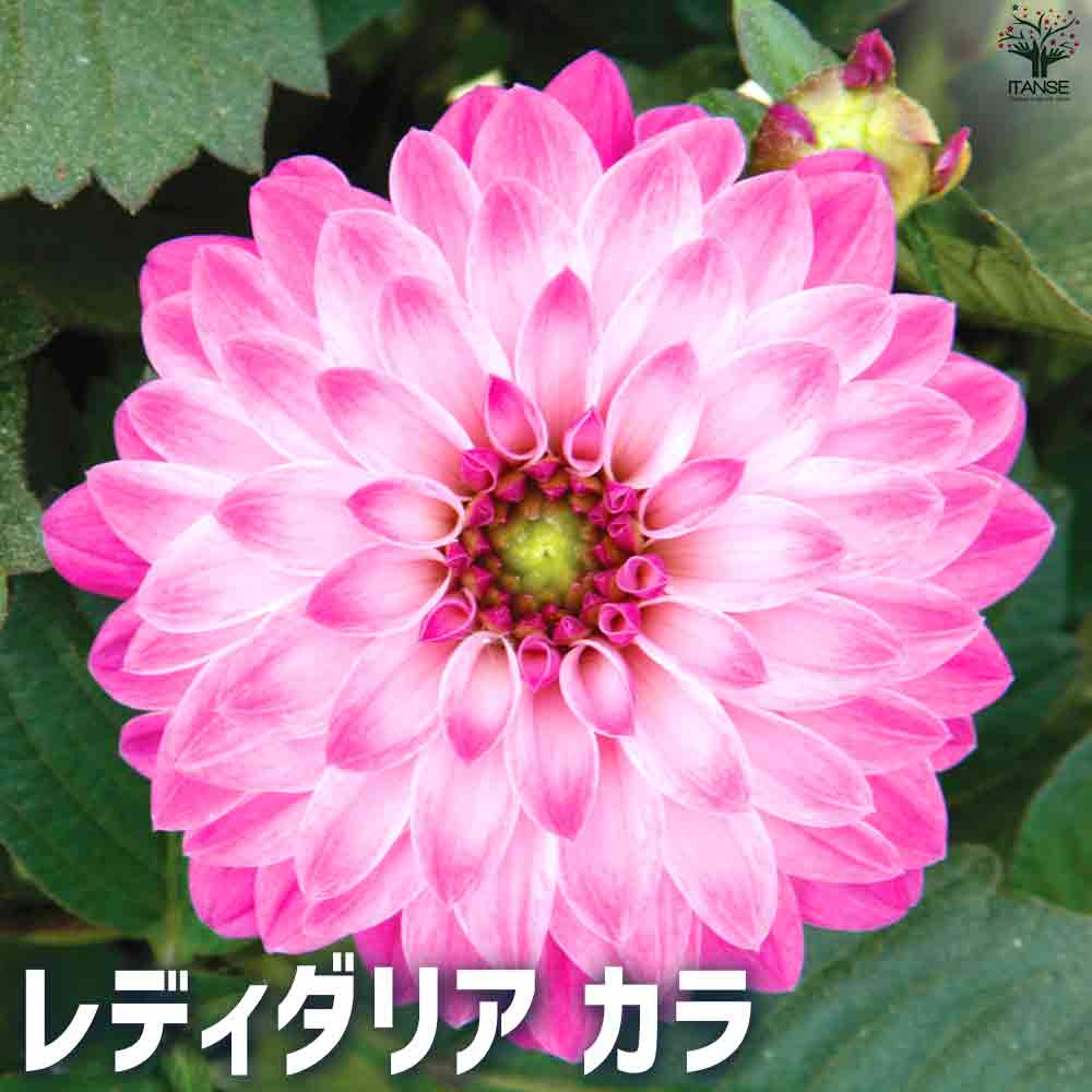 レディダリア  カラ 2個～【花苗 10.5cmポット】