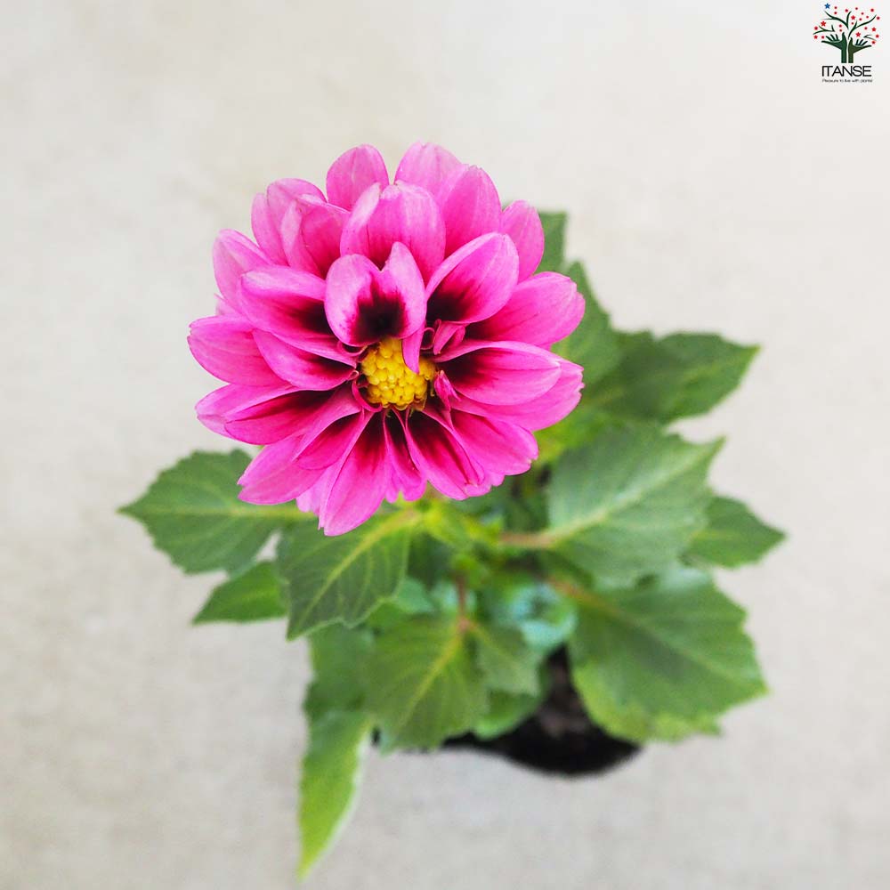 レディダリア ヨギ 2個～【花苗 10.5cmポット】｜ 【植物の