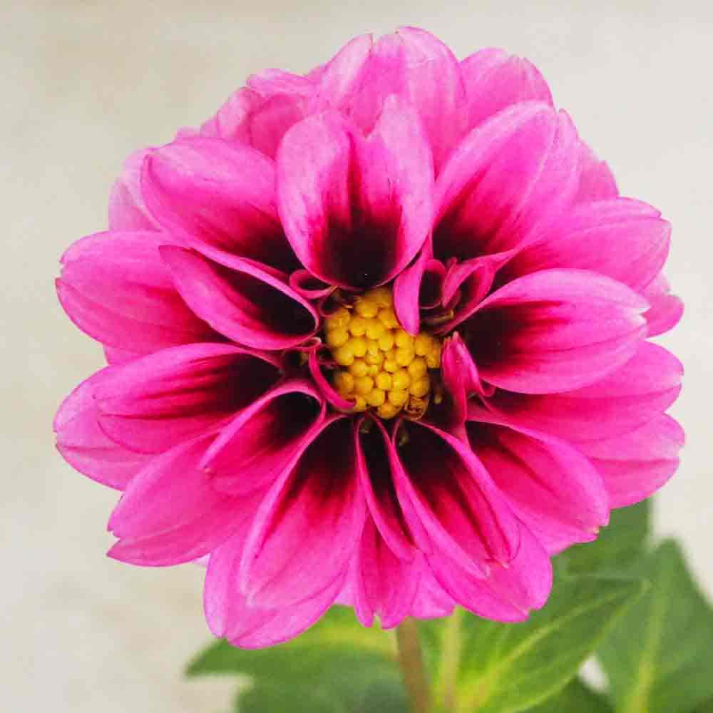 レディダリア  ヨギ 2個～【花苗 10.5cmポット】