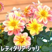レディダリア  シャリ 2個〜【花苗 10.5cmポット】|花苗