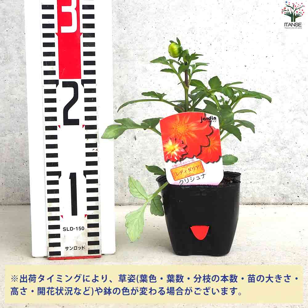 レディダリア クリシュナ 2個～【花苗 10.5cmポット】｜ 【植物の