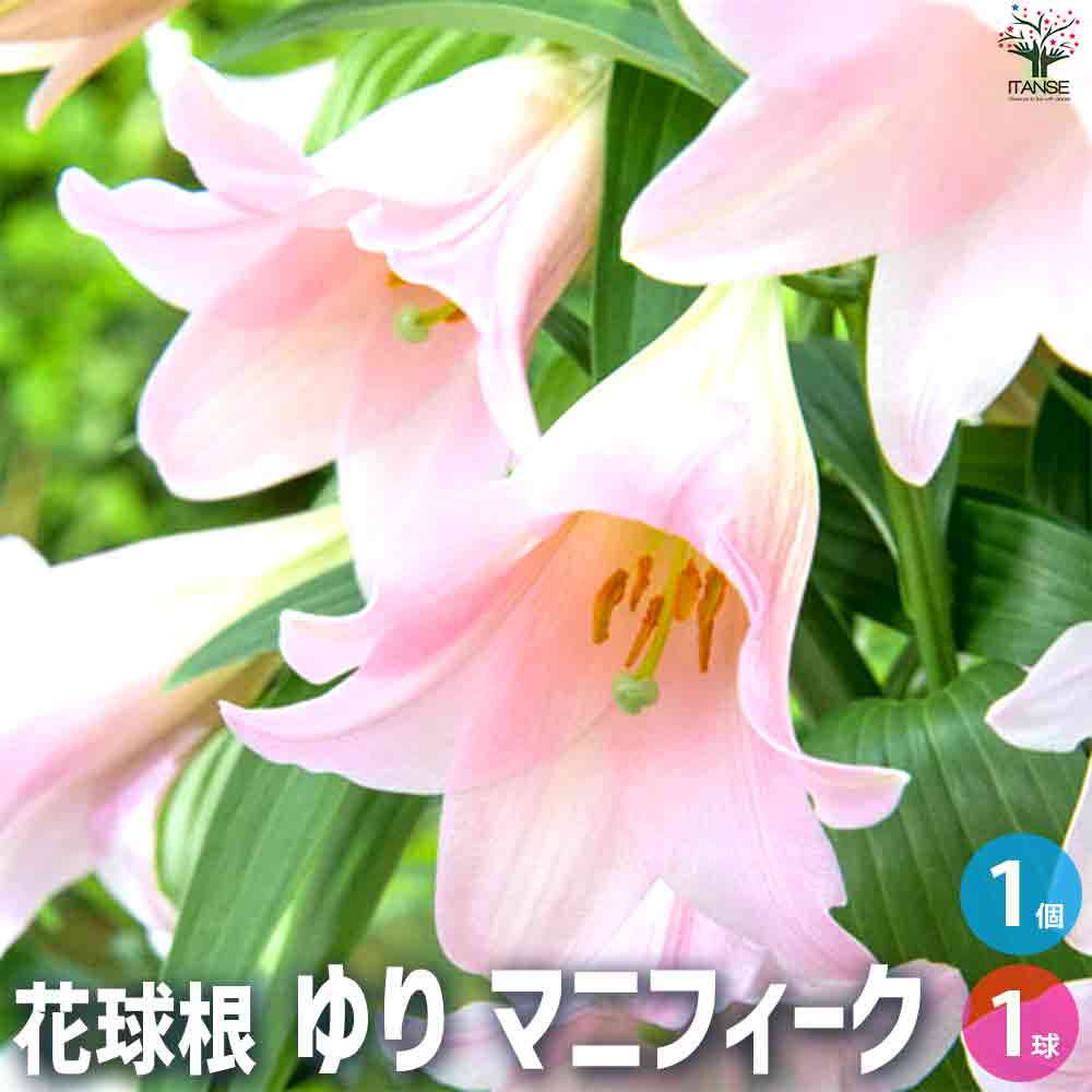 球根 ゆり マニフィーク 【花苗 ／1個売り】