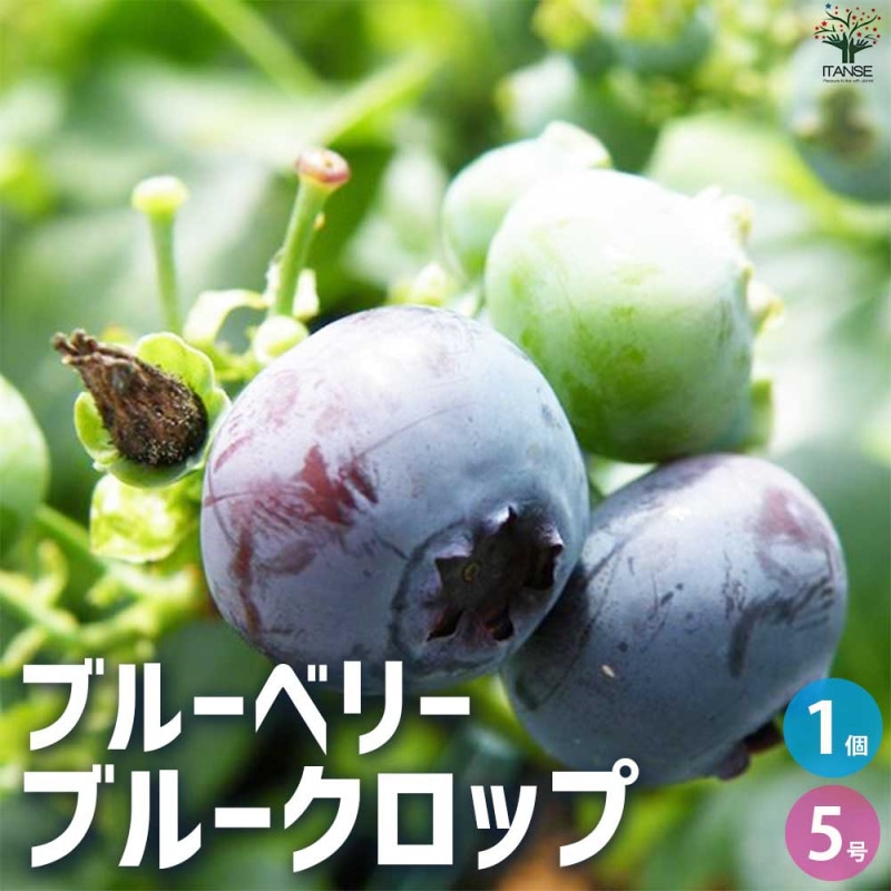 ブルークロップ」人気のハイブッシュ系ブルーベリー苗木15cmポット