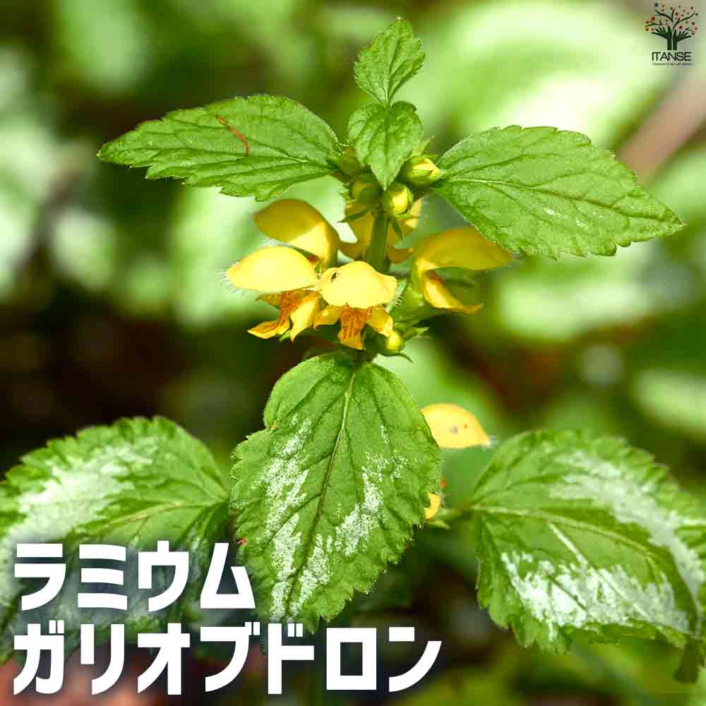 ラミウム ガリオブドロン 【花苗 2.5号ポット】｜ 【植物の 