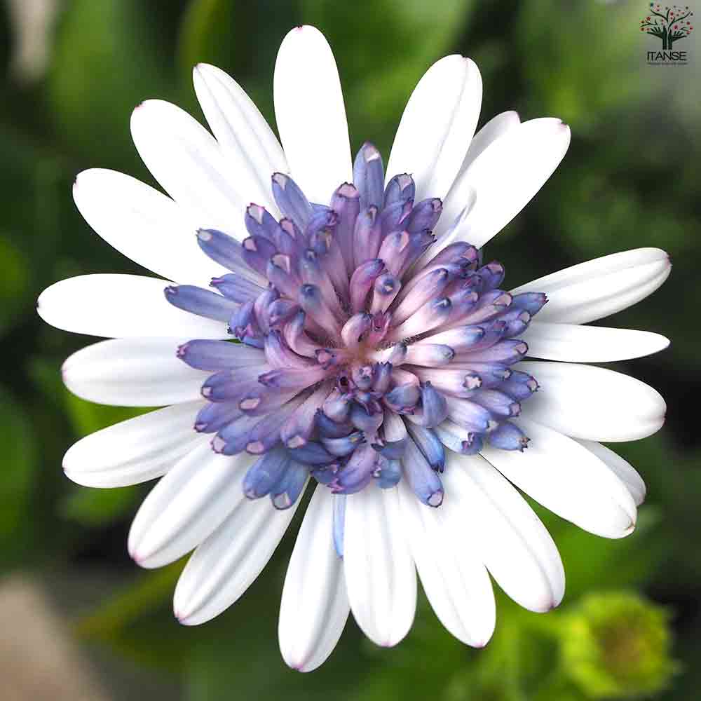 オステオスペルマム ミラノブルー 【花苗 3.5号ポット】｜ 【植物の