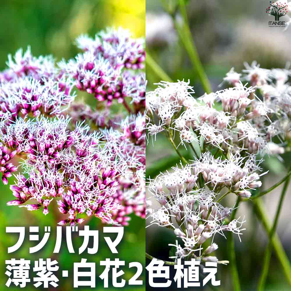 フジバカマ 抜き苗 6本 山野草 藤袴ガチャ⑪ 白いフジバカマ 抜き苗 山野草