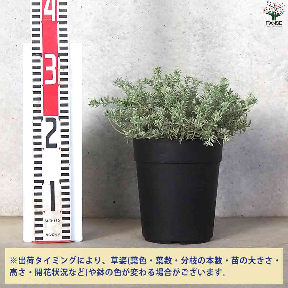 ウエストリンギア　ポリゴンポット植え替え品/ 680 の*様 ウエストリンギア ポリゴンポット植え替え品/ 680 ウエストリン
