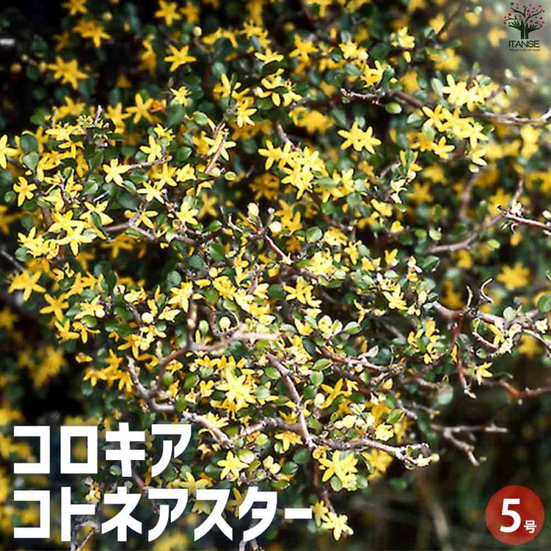 mo taアセロラ アセロラT.Y.M. （ティーワイエム）3.5号ポット の通販 | 園芸ネット