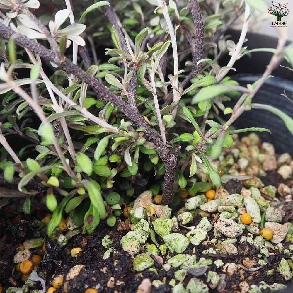 コロキア コトネアスター 【庭木 5号鉢】｜ 【植物のITANSE