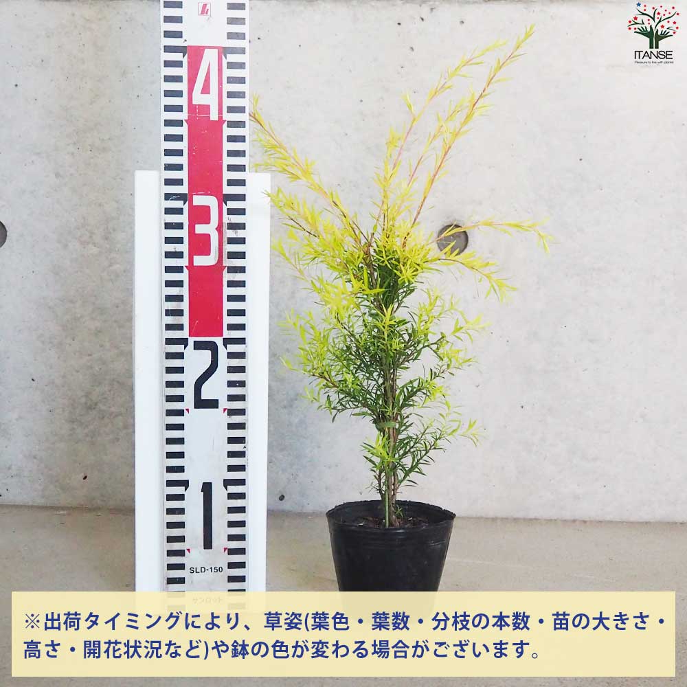 メラレウカ レボリューションゴールド 【庭木 3号ポット】｜ 【植物の