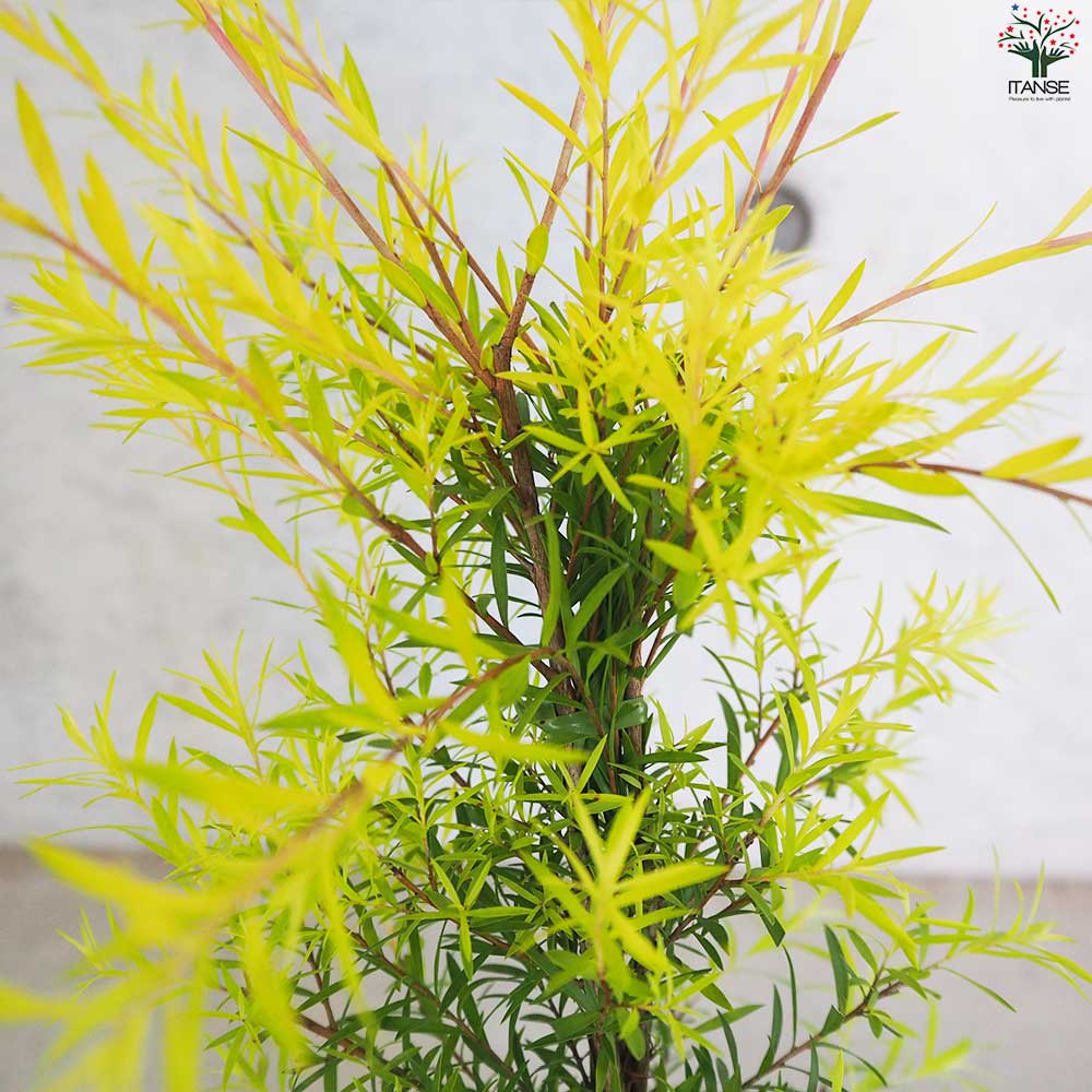 メラレウカ レボリューションゴールド 特大株 130cm❗美形 ティー