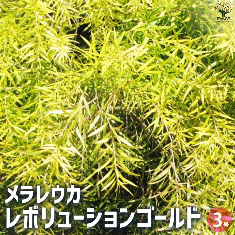 メラレウカ レボリューションゴールド 【庭木 3号ポット】