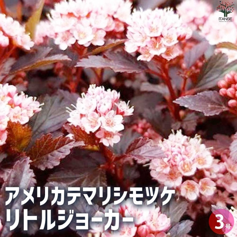 香りが良くて背が高くならない キッチン・スイートバジル 品種：矮性