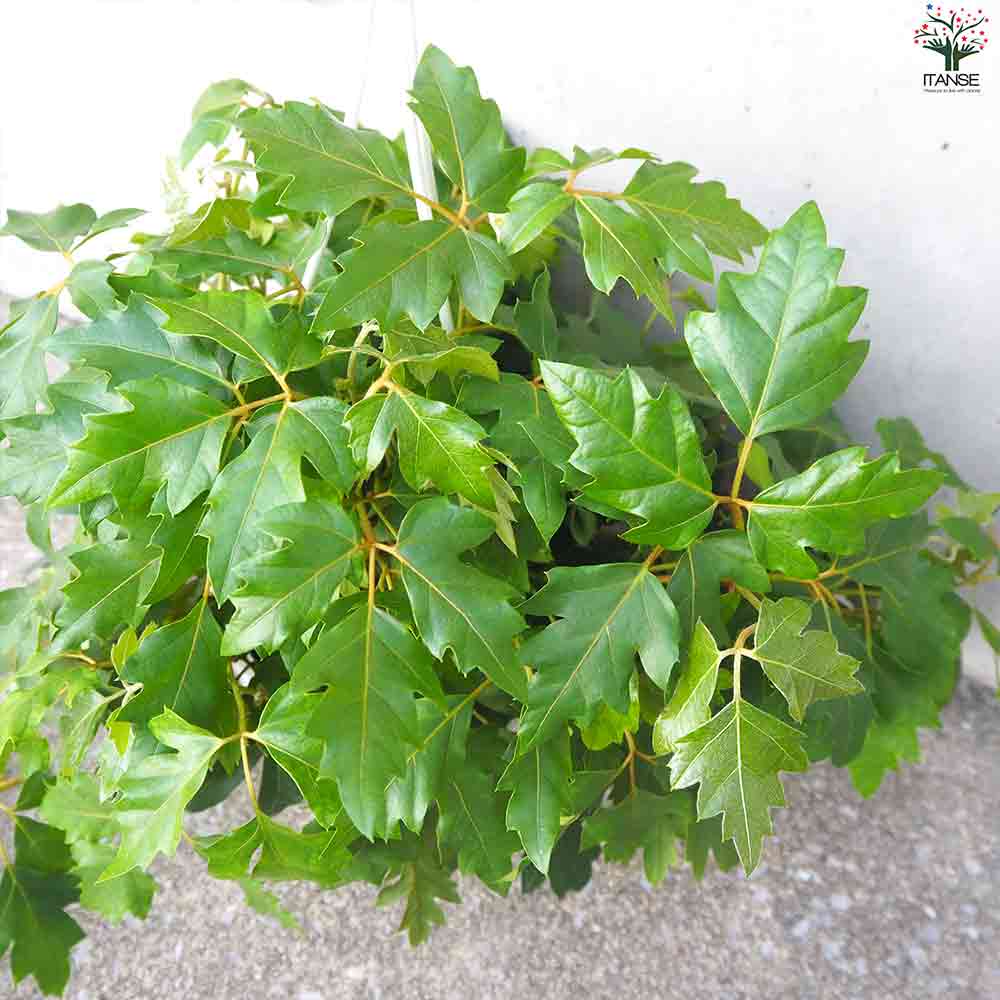 家を守る観賞葉ぱ 観葉植物 シッサス・エレンダニカ 【観葉植物 6号鉢／1個売り