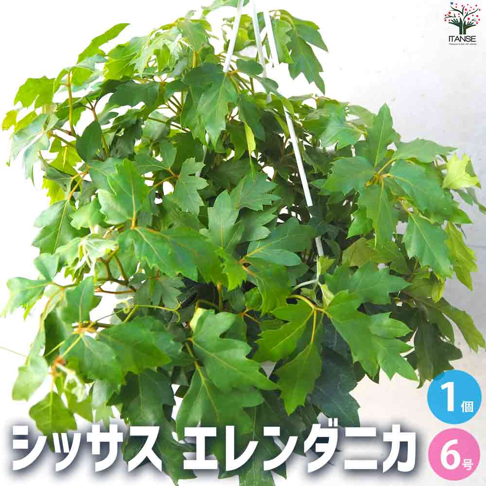 観葉植物 シッサス・エレンダニカ 【観葉植物 6号鉢／1個売り】