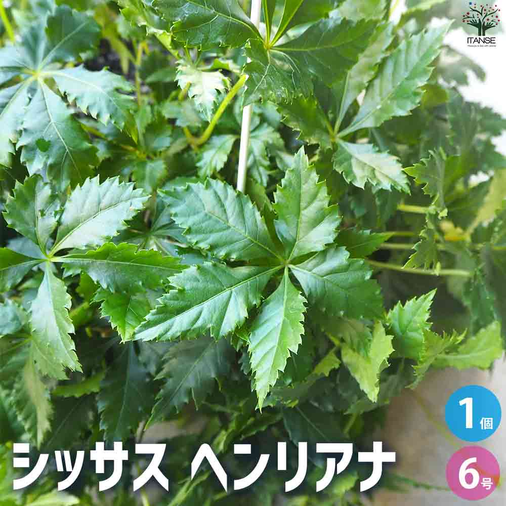 観葉植物 シッサス・ヘンリアナ 【観葉植物 6号鉢／1個売り】