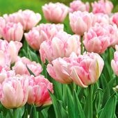 球根 チューリップ フォックストロット 【花苗 4球／1個売り】