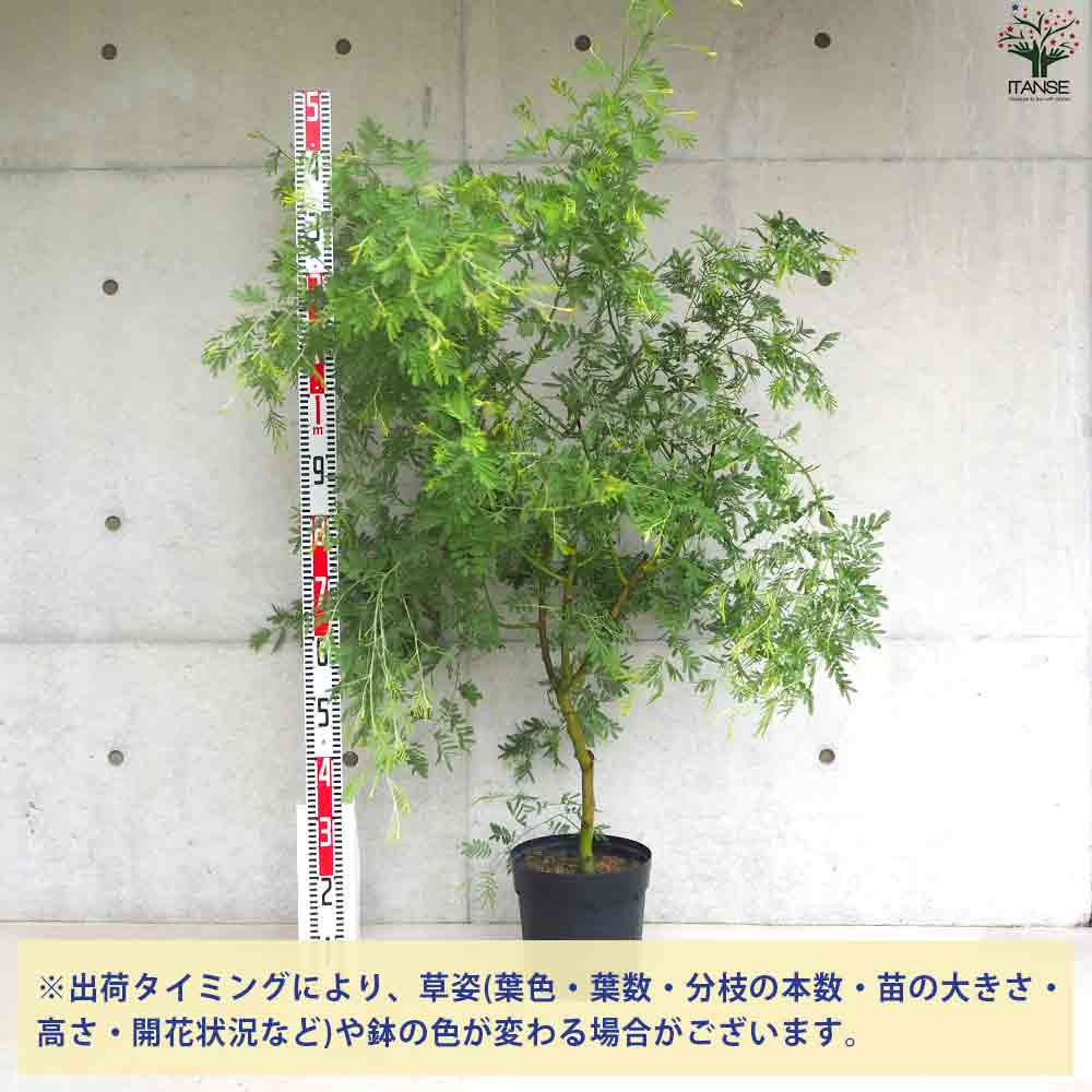 アカシア デアネイ 【庭木 8号鉢／1個売り】｜ 【植物のITANSE