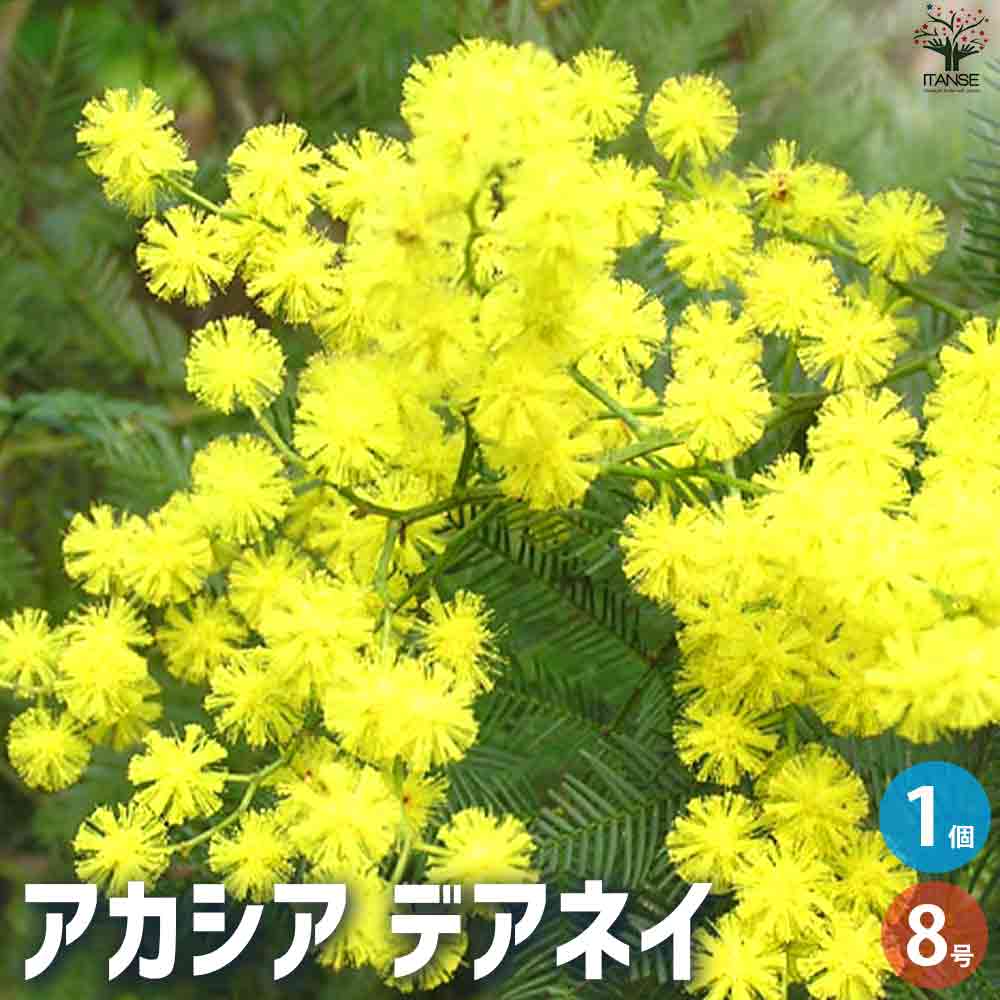アカシア デアネイ 【庭木 8号鉢／1個売り】