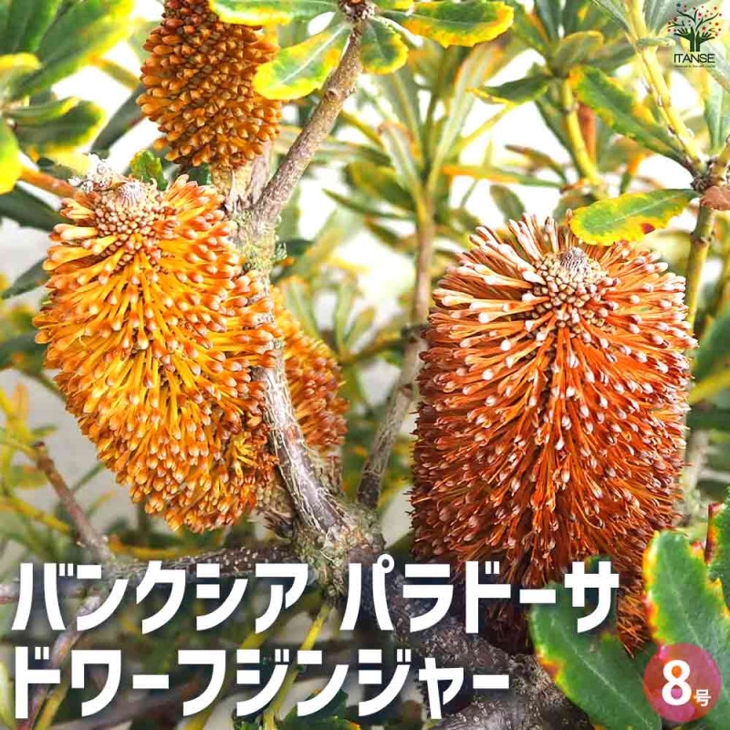 Amazon｜観葉植物 鉢花 苗：バンクシア メンジーシー*6号