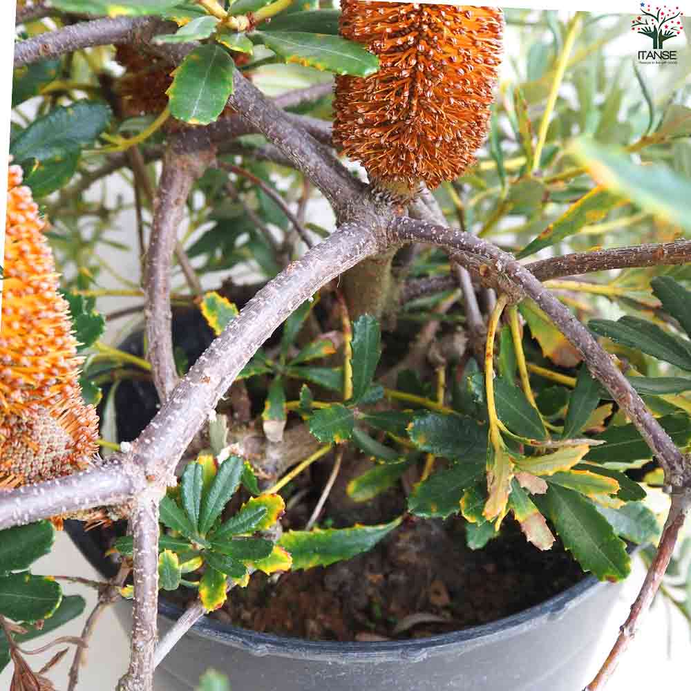 地植えバンクシア 4種類セット