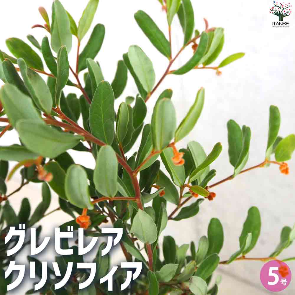 グレビレア クリソフィア 【庭木 5号鉢】