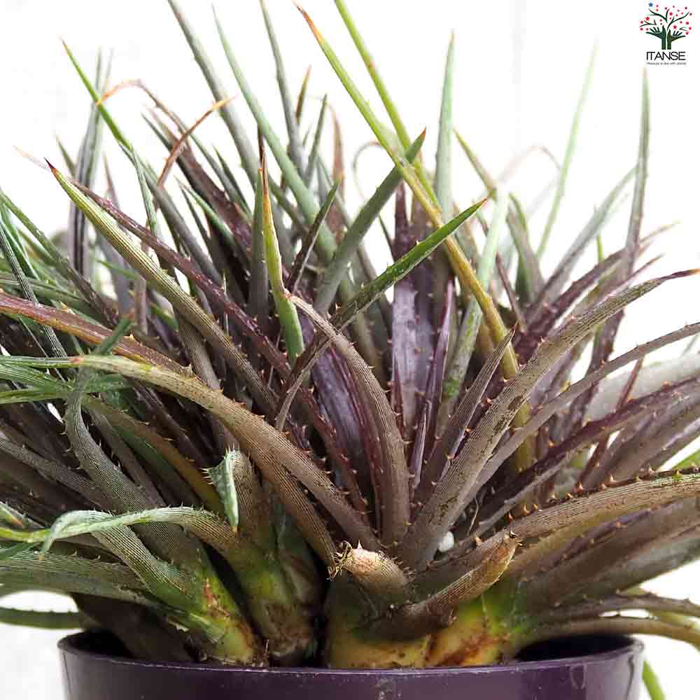 赤紫色の多肉植物 中型鉢*3 赤紫色の多肉植物 中型鉢*3 中型多肉植物セット ピンク
