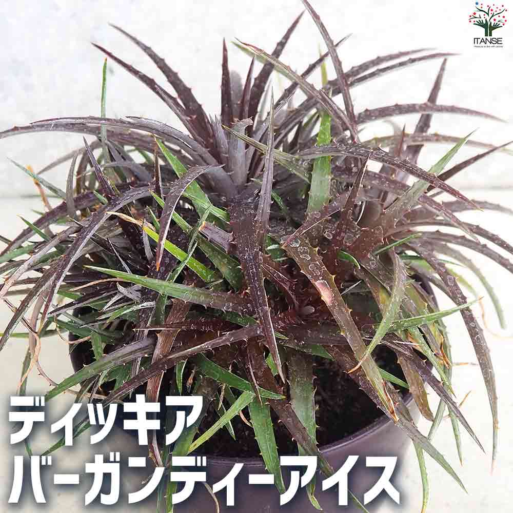 ディッキア バーガンディーアイス 【庭木 5号鉢】