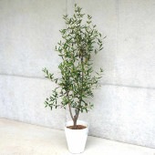 オリーブ ひなかぜ 【果樹の苗木 白テーパード鉢7号／1個売り】|オリーブ|植木・花木