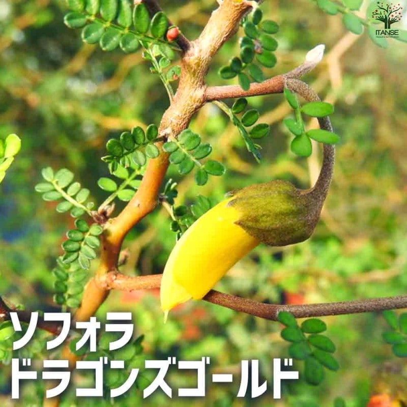 ソテツ 【観葉植物 4号／1個売り】｜ 【植物のITANSE】全品送料