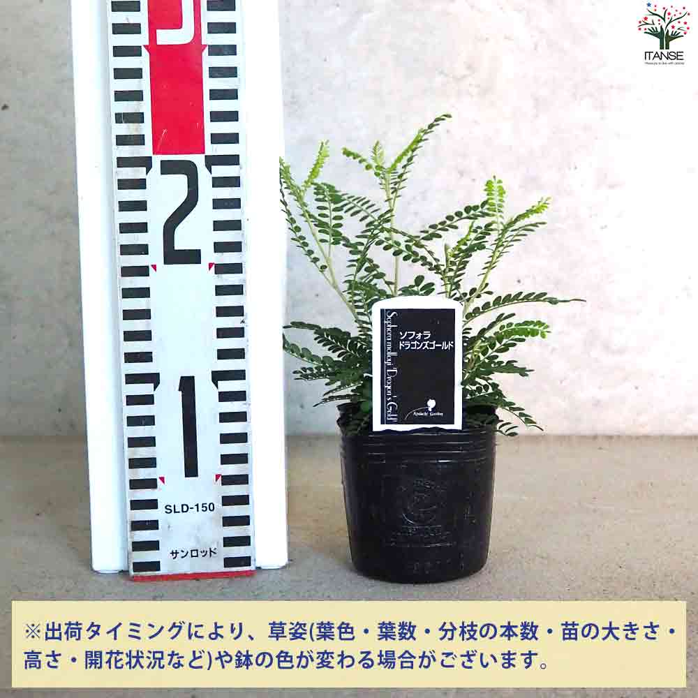 追加商品画像