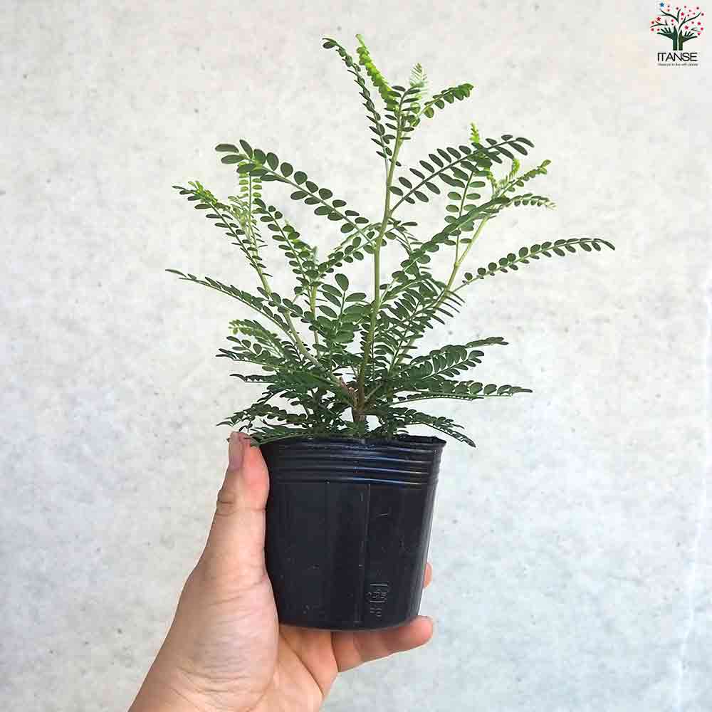 観葉植物 ソフォラ ドラゴンズゴールド 【観葉植物 3号ポット