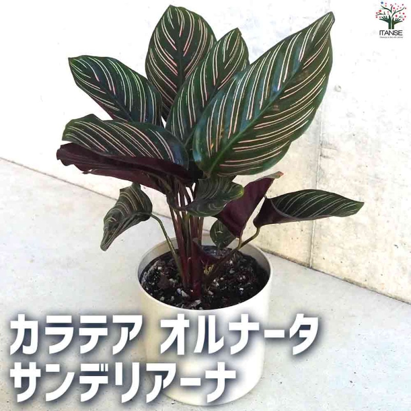 アロです♪3点セット！エレンダニカ2鉢　カラテア2鉢　ブラッドオレンジ アロです♪3点セット！エレンダニカ2鉢 カラテア2鉢 ブラッド