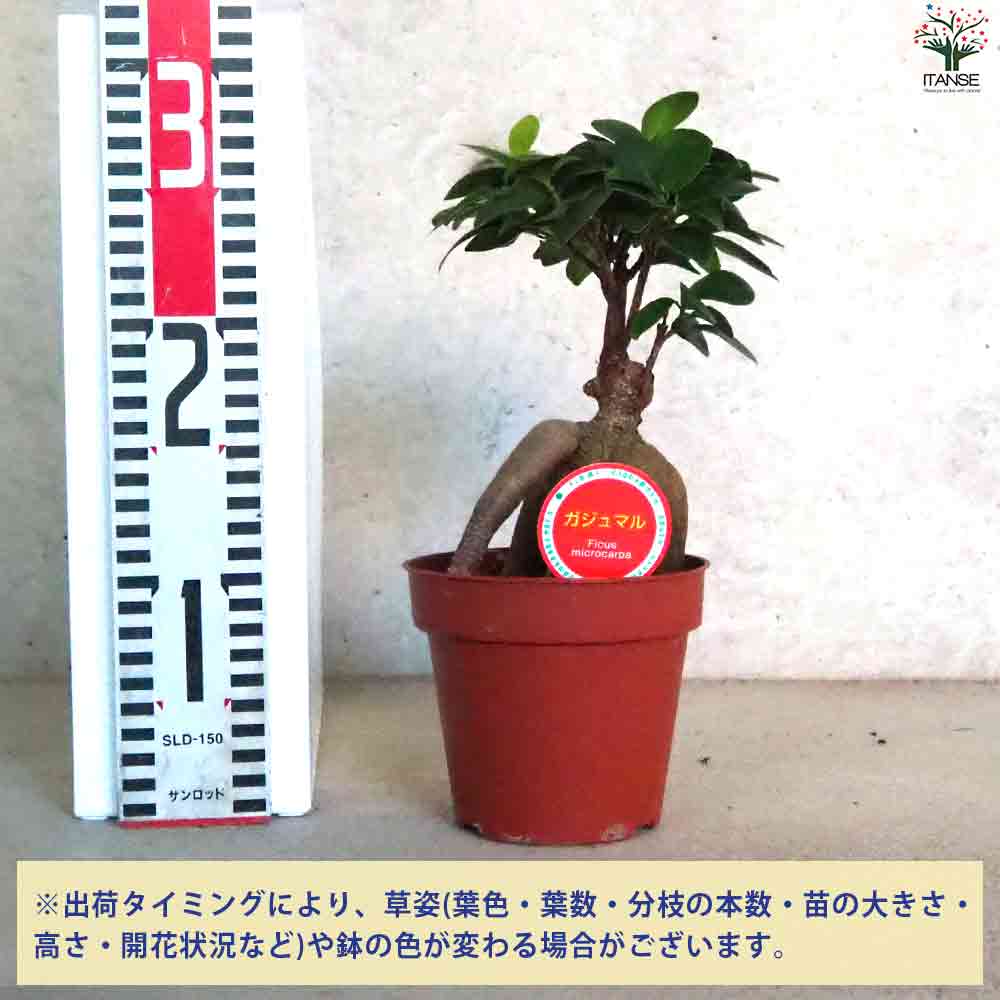 観葉植物 人参ガジュマル4 【観葉植物 4号鉢】｜ 【植物のITANSE