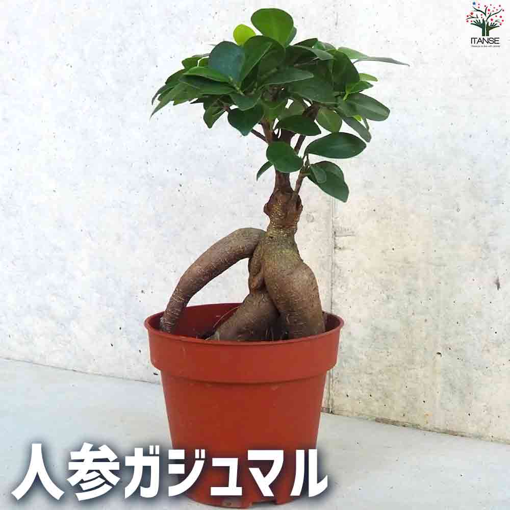 観葉植物 人参ガジュマル4 【観葉植物 4号鉢】