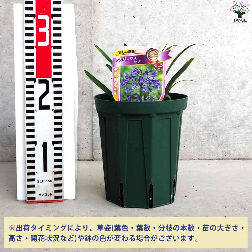 アガパンサス セナ 【花苗 5号鉢】｜ 【植物のITANSE】全品送料
