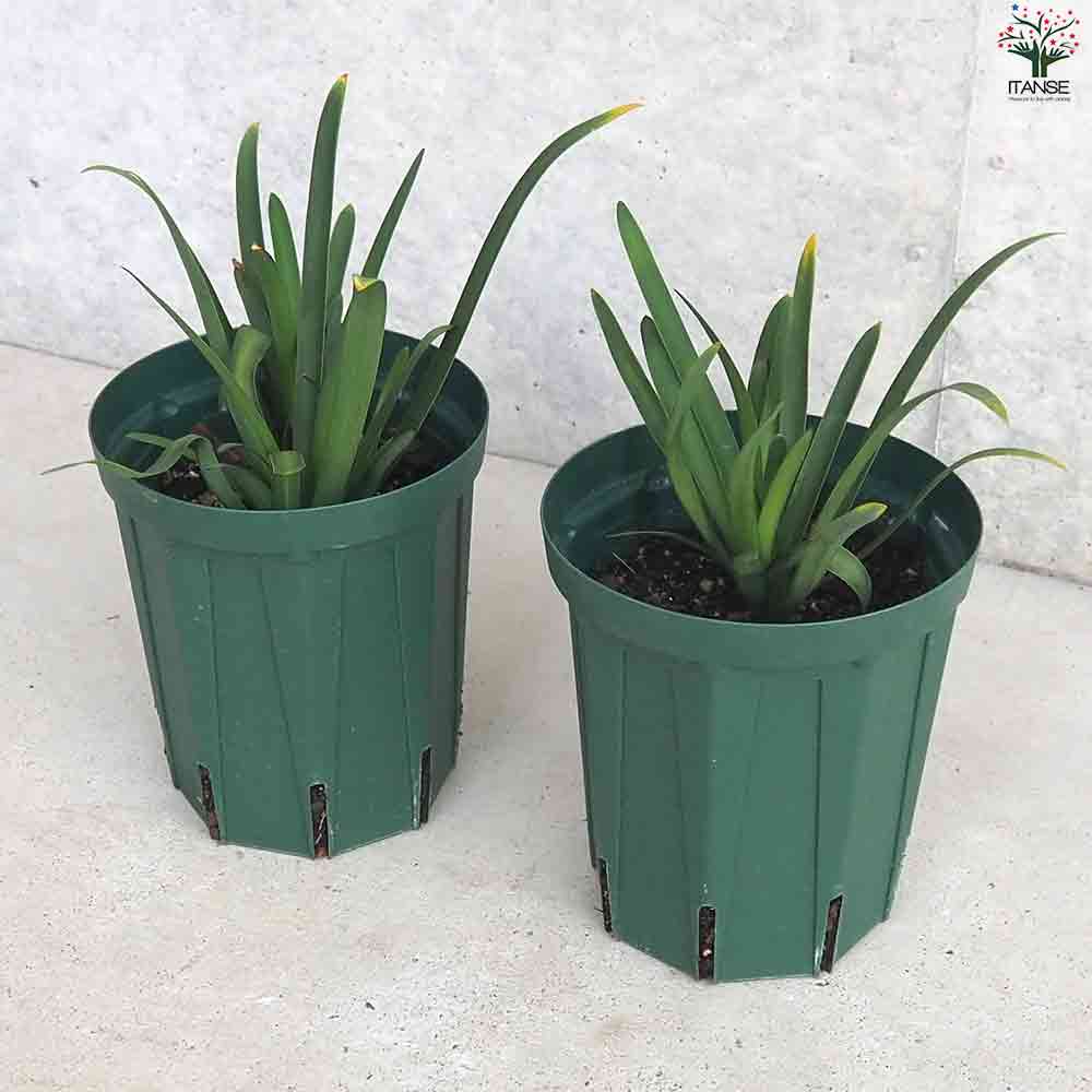 アガパンサス セナ 【花苗 5号鉢】｜ 【植物のITANSE】全品送料