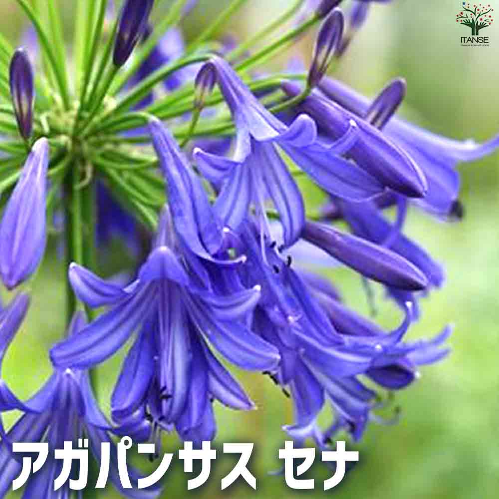 アガパンサス セナ 【花苗 5号鉢】｜ 【植物のITANSE】全品送料