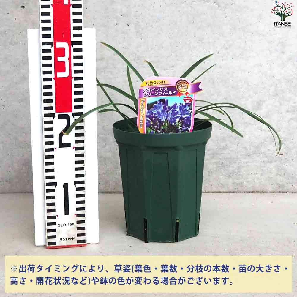 アガパンサス グリーンフィールド 【花苗 5号鉢】｜ 【植物の